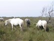 Pohodový víkend - Víkendy a týdny v horách - Francie - Provence - Camargue, proslavení bílí koně
