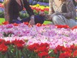 Pohodový víkend - Evropské slavnosti - Holandsko - Keukenhof - milióny květů na ploše 28 ha