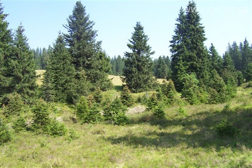 Pohodový víkend - Víkendy a týdny v horách - Česká republika - Šumava - původními porosty tohoto pohoří jsou podmáčené smrčiny