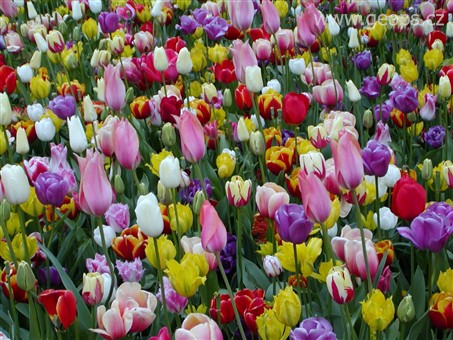 Pohodový víkend - Evropské slavnosti - Holandsko, Keukenhof - rozkvetlý koberec květů všech barev a odstínů