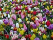 Pohodový víkend - Evropské slavnosti - Holandsko, Keukenhof - rozkvetlý koberec květů všech barev a odstínů