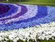 Pohodový víkend - Evropské slavnosti - Holandsko - Keukenhof, květinové záhony