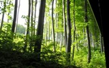 Pohodový víkend - Maďarsko - Maďarsko - NP Bukové hory - krásné bukové lesy dělají pohoří čest a jméno